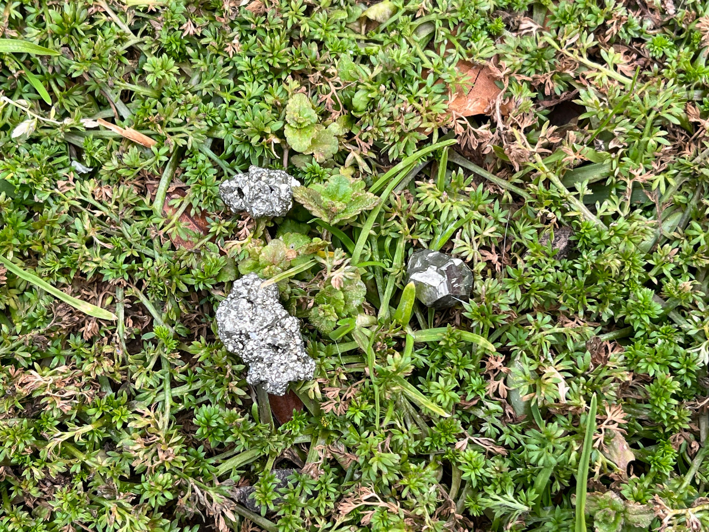 Three pieces of raw pyrite in moss and grass. They are all different shapes and sizes.
