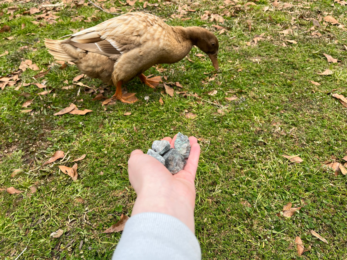Several pieces of raw emerald in an out of focus hand, extended towards a brown duck.