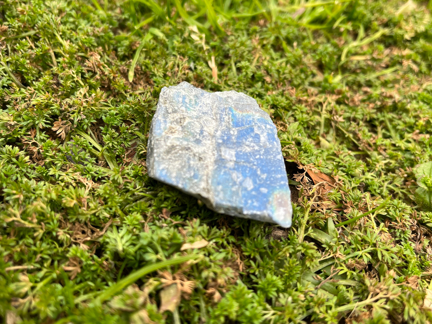 A piece of raw labradorite in some moss. A blue flash is very visible.