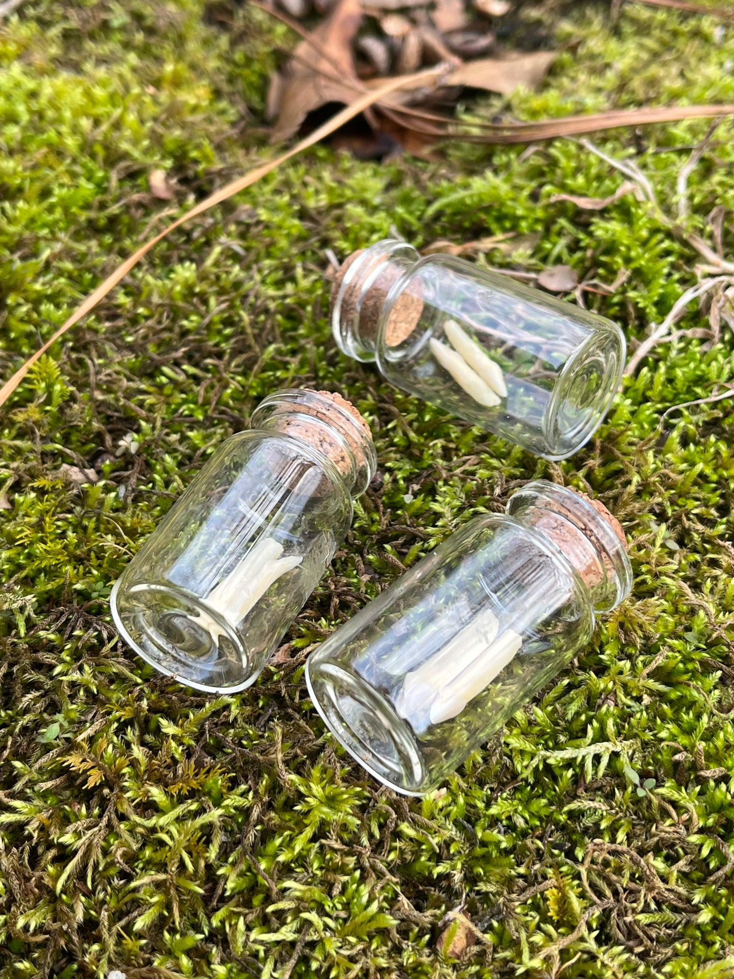 Deer Teeth in a Bottle