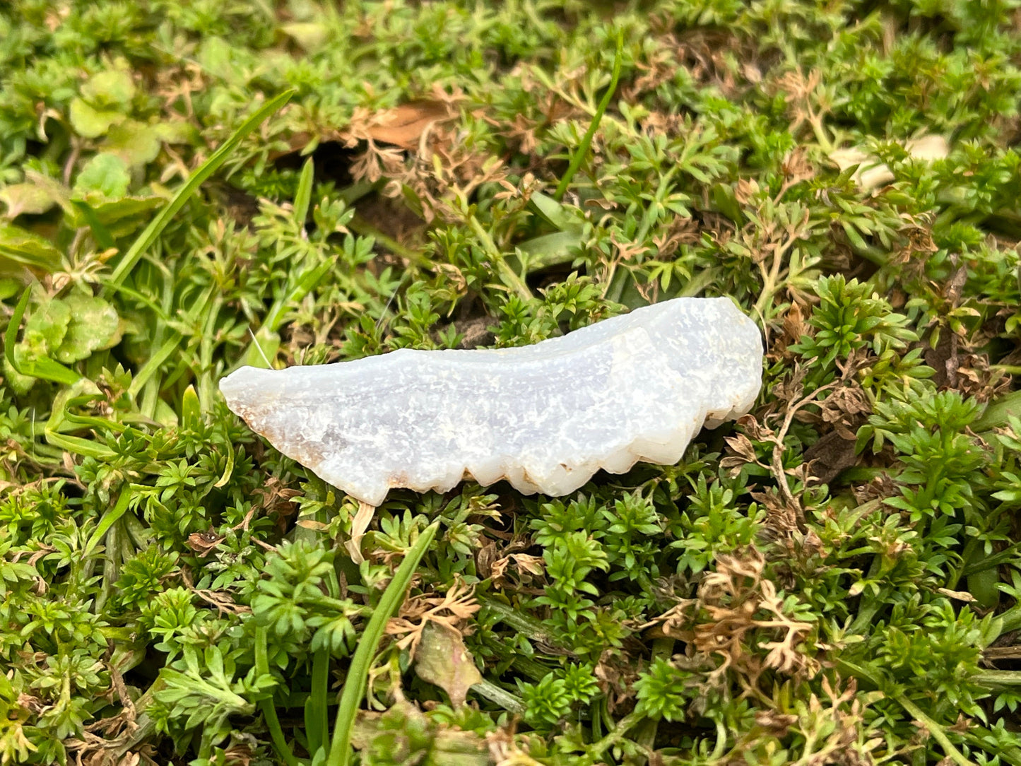 A piece of raw blue lace agate sitting on moss.