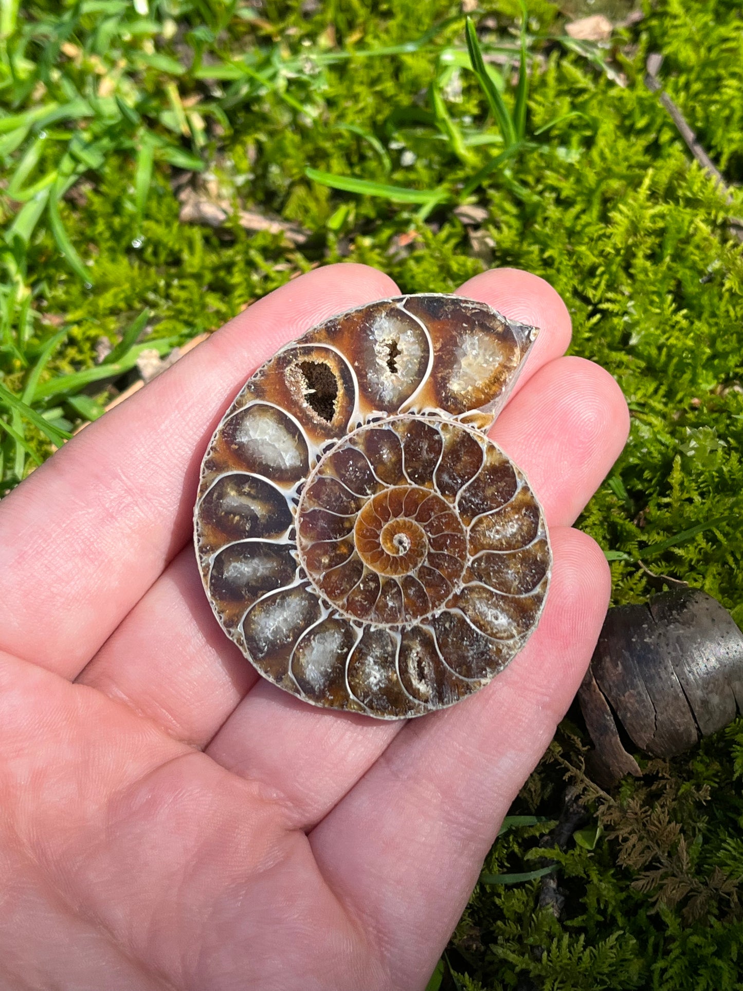 Ammonite