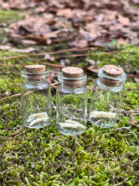 Deer Teeth in a Bottle