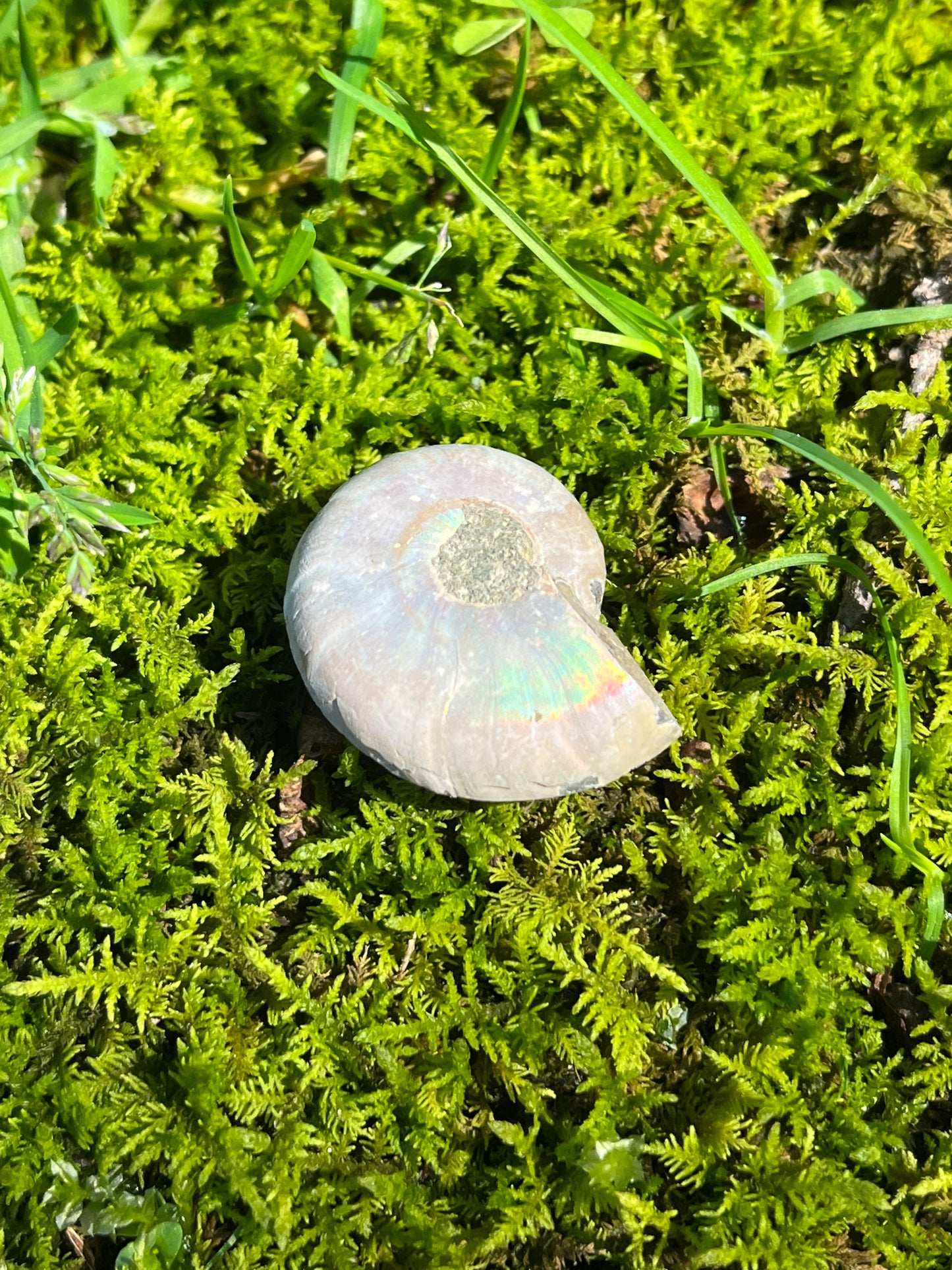 Ammonite