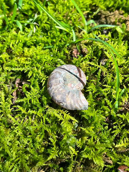 Ammonite